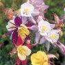 SEED AQUILEGIA PRETTY BONNET MIX
