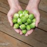 SEED BRUSSEL SPROUT HECTOR F1 1 PACKET
