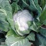 SEED CAULIFLOWER JAMAICA F1 1 PACKET