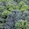 SEED KALE OLDENBOR F1 1 PACKET