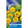 SEED SUNFLOWER TEDDY BEAR