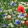 SEED WILDFLOWER ULTIMATE MIX