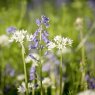 SEED WILDFLOWER WOODLAND SHADE MIX
