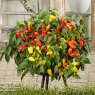 SEED SWEET PEPPERS FROM HEAVEN TRIO F1