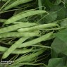 SEED BEAN MENDOZA DWARF 1 PACKET