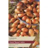 BULB SHALLOT LONGOR 15-35 10 BULB SHALLOT LONGOR 15-35 10