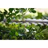 Stihl Stihl HSA30 Cordless Hedge Trimmer 18" Kit