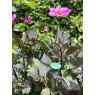 CANE CAPS 6PK