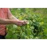 WIRE GARDEN 2MM GALV NATURAL