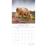 Gifted Stationary Square Highland Cows Calendar 2027