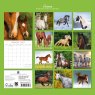 Gifted Stationary Square Horses Calendar 2027