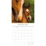 Gifted Stationary Square Horses Calendar 2027