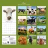 Gifted Stationary Square Cows Calendar 2027
