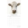 Gifted Stationary Square Cows Calendar 2027