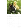 Gifted Stationary Square Baby Farm Animals Calendar 2027