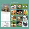 Gifted Stationary Square Chickens Calendar 2027