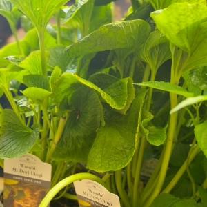 How cool are these!? 🪴 Grow your own Wasabi!! ‘Midori Utogi’ is cultivated for its rhizomes, w...
