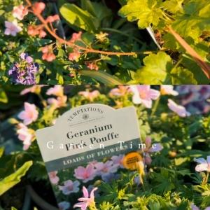 🌿🌻 Plants at Mole Avon! 🌻🌿 Now is the perfect time to let your garden flourish, and we’...