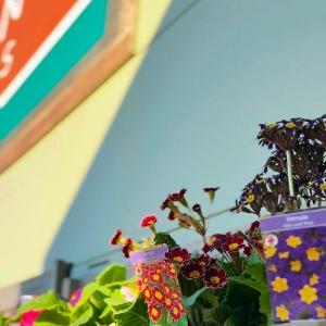 🌿 NEW IN at Mole Avon Country Stores 🌿 Fresh plants have arrived, perfect for both your garden...