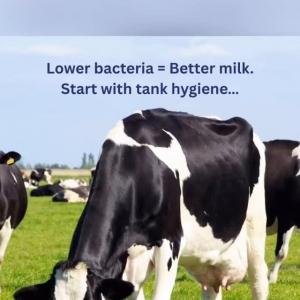 Even when chilled, milk tanks can harbour bacteria like coliforms and pseudomonas. The key? Cool milk...