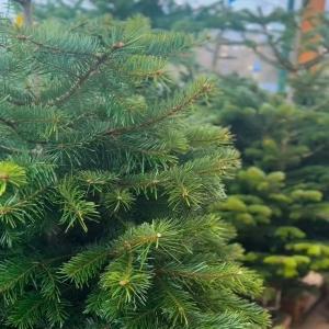 🎄 Fresh, locally grown Christmas trees now in store at Mole Avon! Choose any size for only £39 ...
