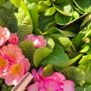 Enjoying a rare moment of sunshine and even better… NEW plants are now arriving at Mole Avon Countr...