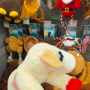 We have a fantastic special offer for you in our giant dog toys! 🐾 Buy any selected giant dog toy,...