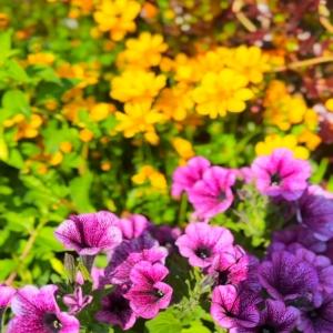 Add a pop of colour to your outdoor space! 🌸🌼 Grab everything you need from Mole Avon to make y...