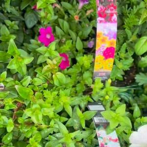 🌿🌸 Brighten up your garden 🌸🌿 Whether you're looking for colourful bedding plants, hardy...
