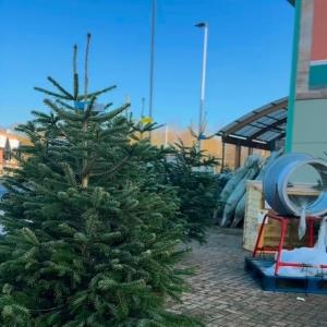 🎄 A fresh batch of Christmas trees has just arrived at Mole Avon! 🎄 Pop in and find your perfec...